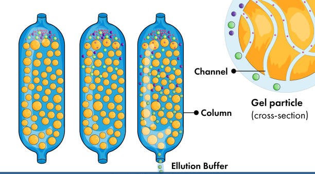 Size Exclusion Chromatography