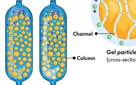 Size Exclusion Chromatography