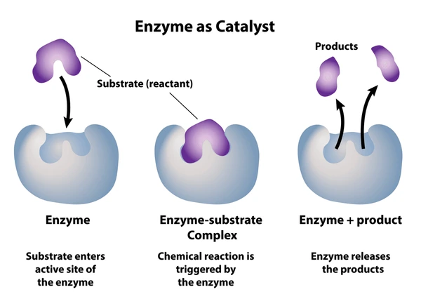 How Catalysts Work