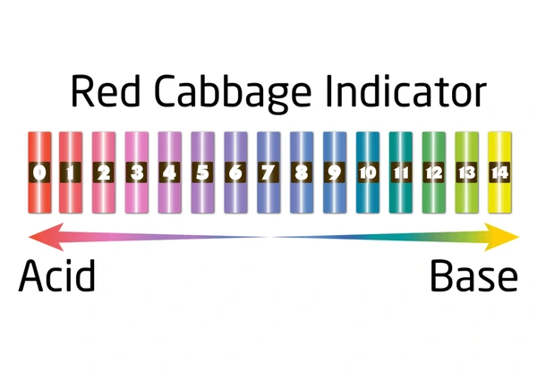 Red Cabbage Indicator
