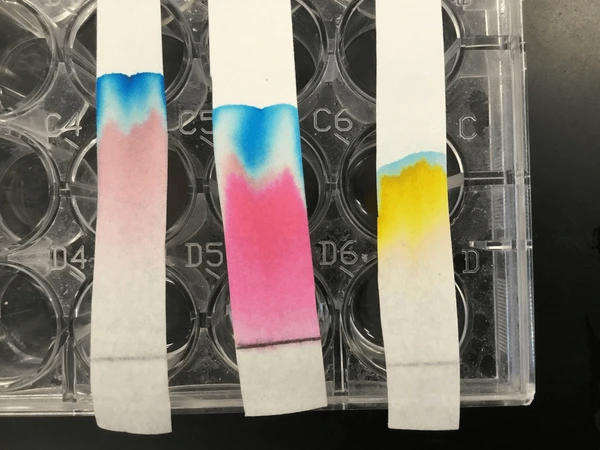 Chromatography Experiment