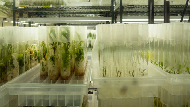 Test tubes